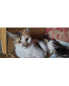 gatinhas-small-0