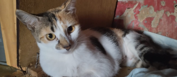 gatinhas-adocao-doacao-cachorro-gato-0