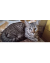 gatinha-cinza-small-0