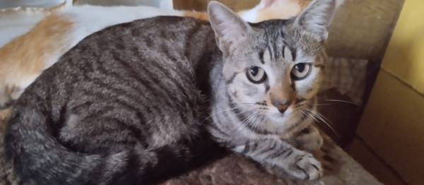 gatinha-cinza-adocao-doacao-cachorro-gato-0