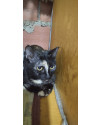 gatinhas-small-0
