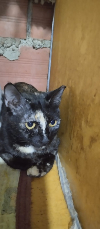 gatinhas-adocao-doacao-cachorro-gato-0