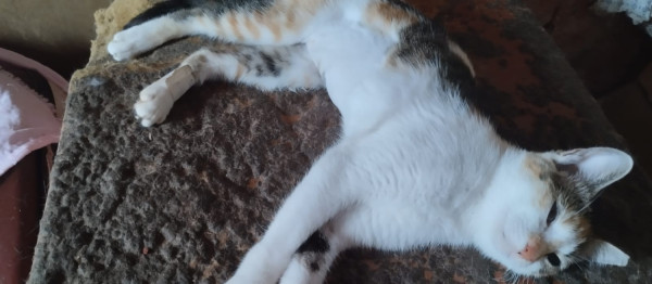 gatinha-adocao-doacao-cachorro-gato-0
