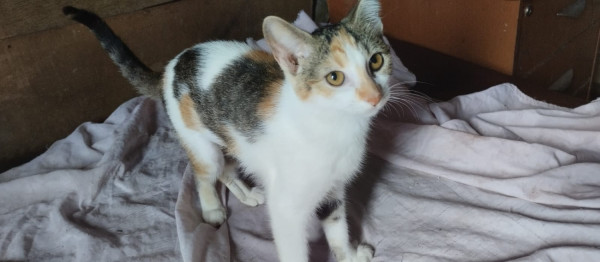 gatinha-adocao-doacao-cachorro-gato-2