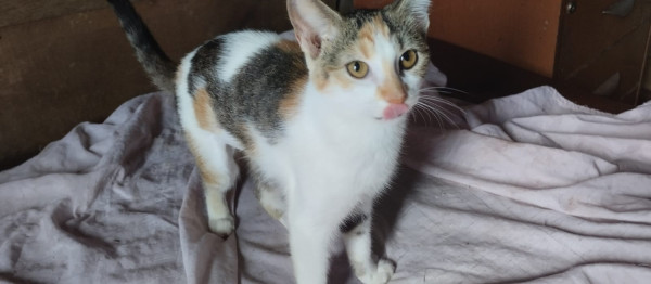 gatinha-adocao-doacao-cachorro-gato-1