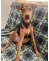 adote-zezinho-small-1