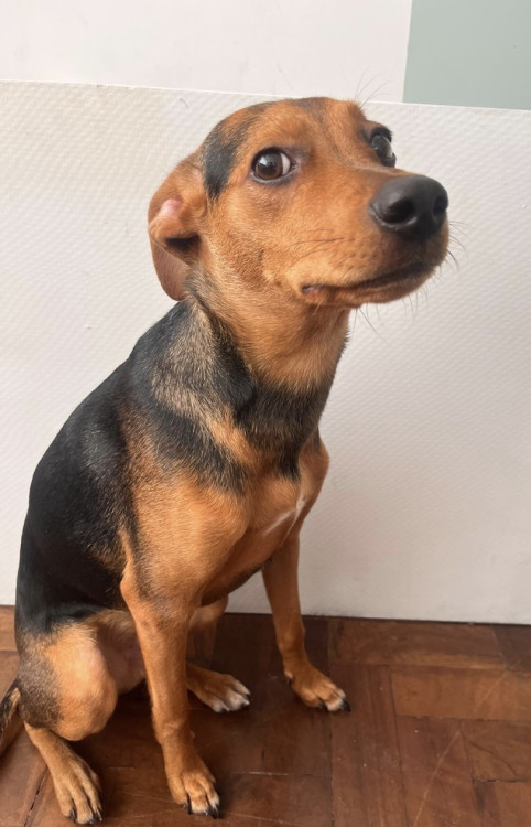 adote-zezinho-adocao-doacao-cachorro-gato-2