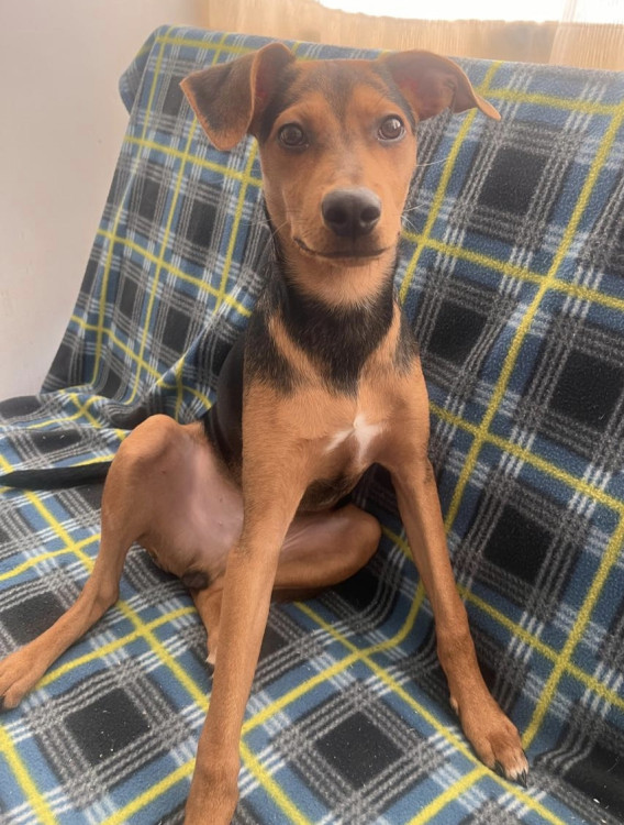 adote-zezinho-adocao-doacao-cachorro-gato-1