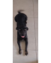 ofelia-cachorrinha-adulta-small-0
