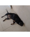 ofelia-cachorrinha-adulta-small-3