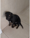 ofelia-cachorrinha-adulta-small-2