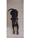 ofelia-cachorrinha-adulta-small-1