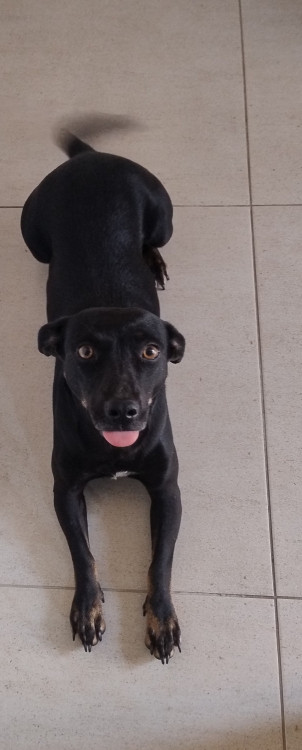 ofelia-cachorrinha-adulta-adocao-doacao-cachorro-gato-0