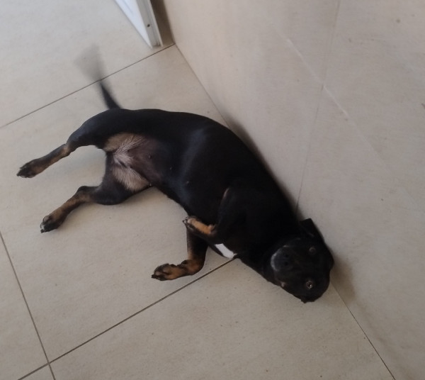 ofelia-cachorrinha-adulta-adocao-doacao-cachorro-gato-3