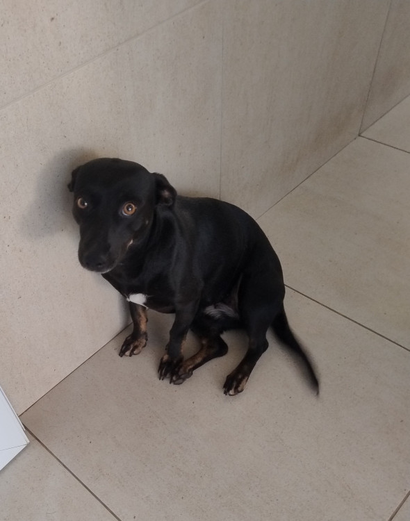 ofelia-cachorrinha-adulta-adocao-doacao-cachorro-gato-2