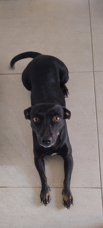 ofelia-cachorrinha-adulta-adocao-doacao-cachorro-gato-1