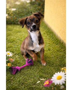 Luizinho para adoção responsável (3 meses)