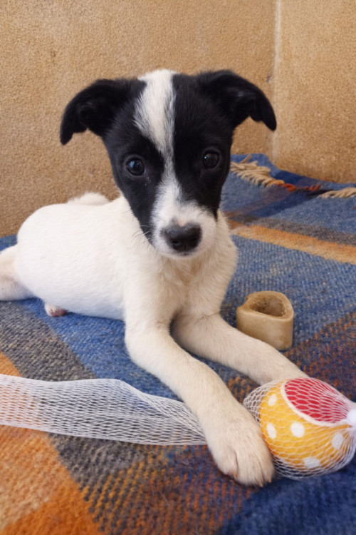 clarabela-uma-sobrevivente-adocao-doacao-cachorro-gato-2