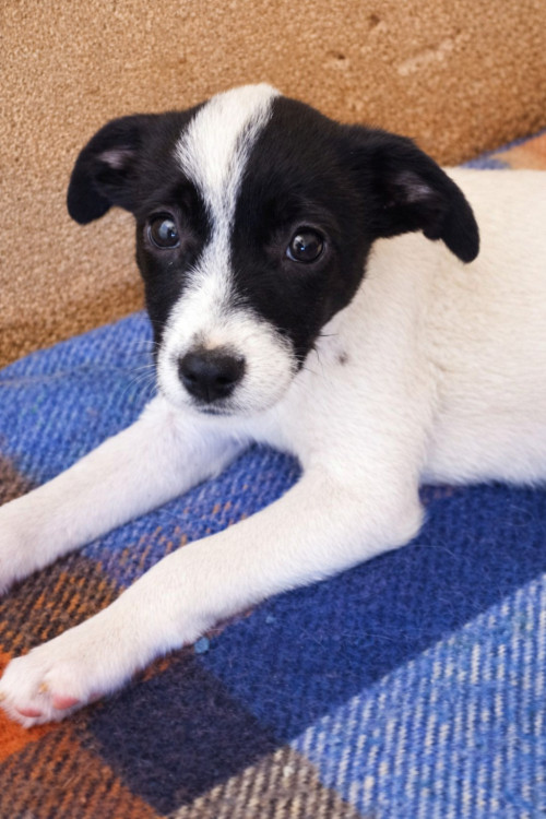 clarabela-uma-sobrevivente-adocao-doacao-cachorro-gato-1