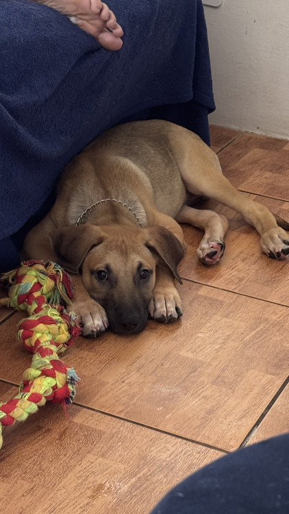 zeus-3-meses-adocao-doacao-cachorro-gato-0