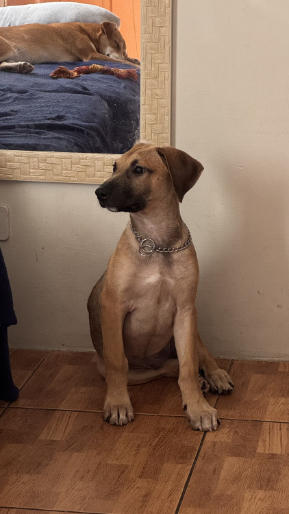 zeus-3-meses-adocao-doacao-cachorro-gato-1