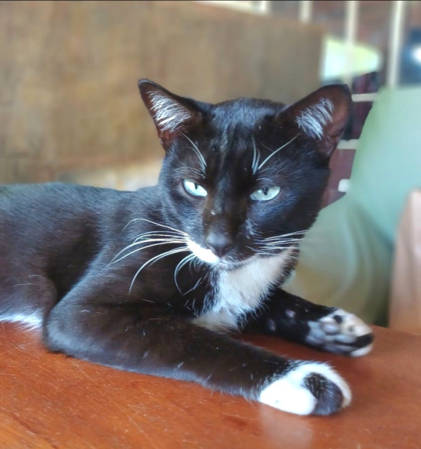 adote-o-gatao-adocao-doacao-cachorro-gato-0