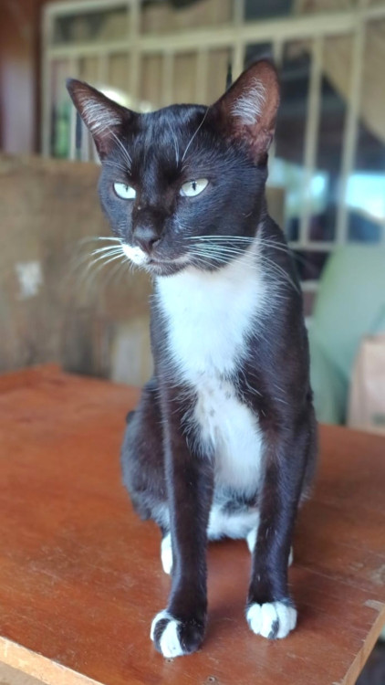 adote-o-gatao-adocao-doacao-cachorro-gato-2