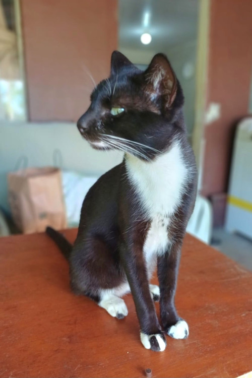 adote-o-gatao-adocao-doacao-cachorro-gato-1