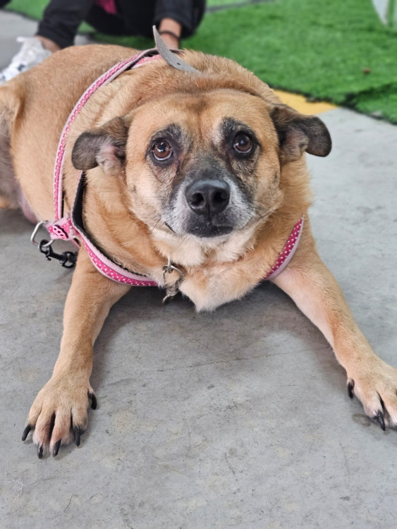 anastacia-querida-carinhosa-maezona-adocao-doacao-cachorro-gato-2