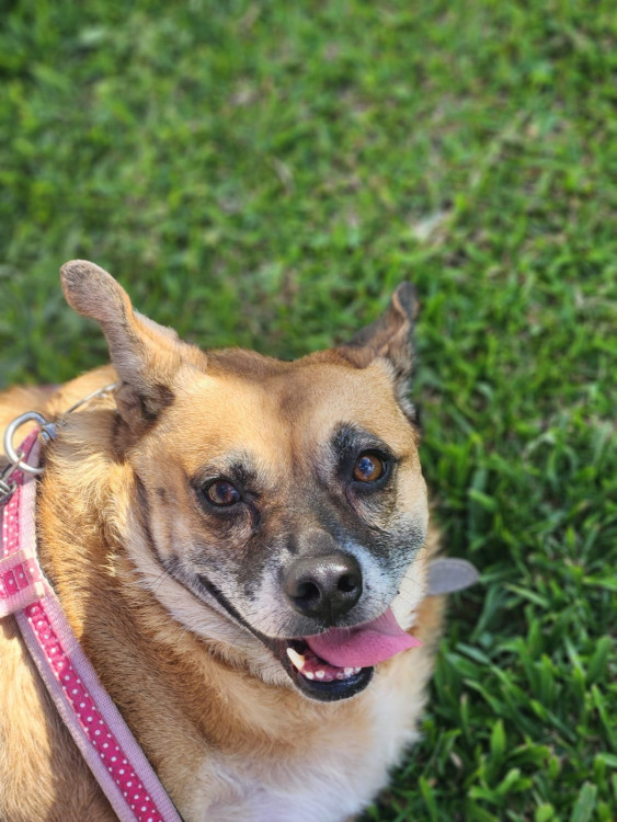 anastacia-querida-carinhosa-maezona-adocao-doacao-cachorro-gato-3