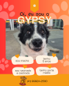 gypsy-carinhoso-brincalhao-companheiro-small-0