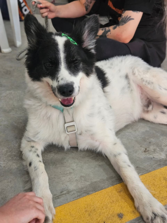 gypsy-carinhoso-brincalhao-companheiro-adocao-doacao-cachorro-gato-1