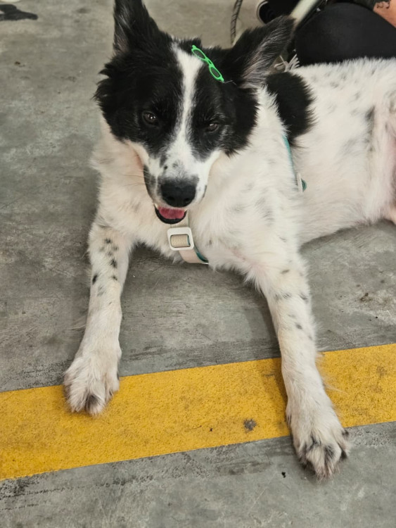 gypsy-carinhoso-brincalhao-companheiro-adocao-doacao-cachorro-gato-3