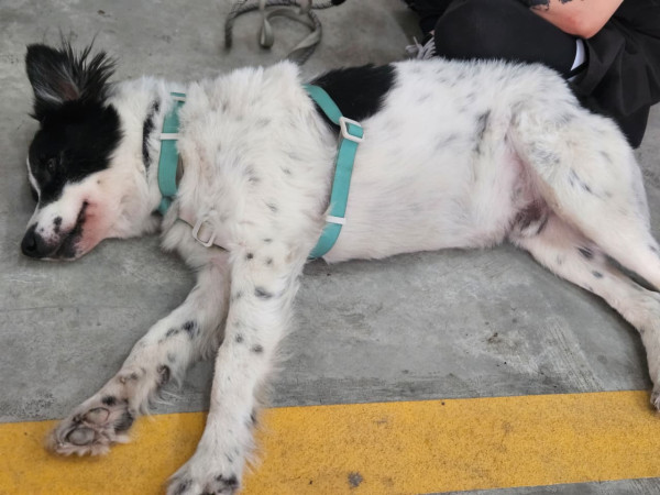 gypsy-carinhoso-brincalhao-companheiro-adocao-doacao-cachorro-gato-2