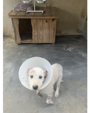 Cogumelo - o pet mais bonzinho do mundo!