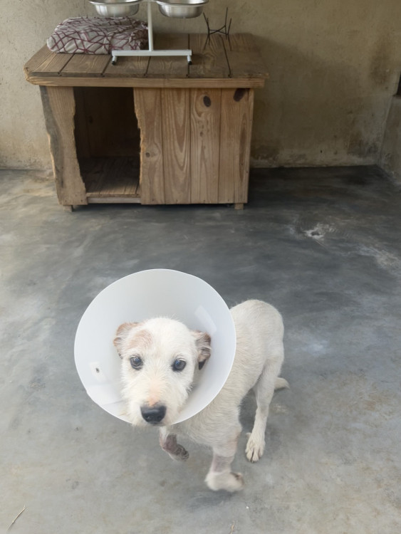 cogumelo-o-pet-mais-bonzinho-do-mundo-adocao-doacao-cachorro-gato-0