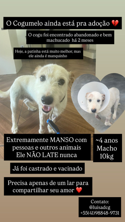 cogumelo-o-pet-mais-bonzinho-do-mundo-adocao-doacao-cachorro-gato-2