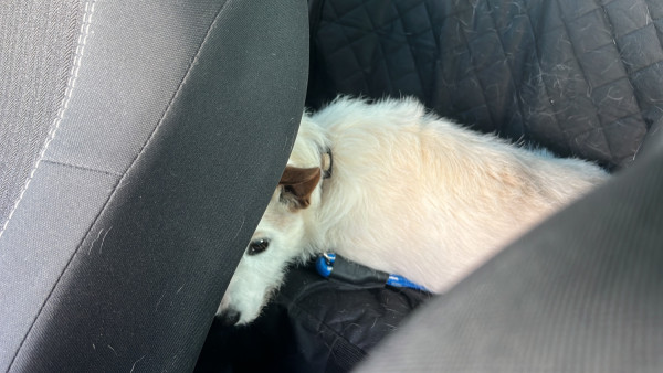 cogumelo-o-pet-mais-bonzinho-do-mundo-adocao-doacao-cachorro-gato-1