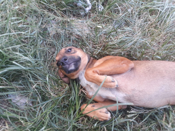 cachorrinha-docil-adocao-doacao-cachorro-gato-0