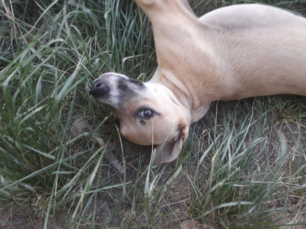 cachorro-branquinho-adocao-doacao-cachorro-gato-0