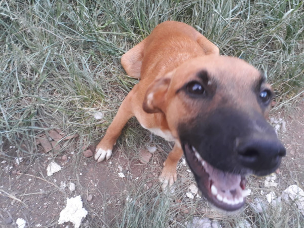 cachorro-dourado-sem-nome-adocao-doacao-cachorro-gato-0