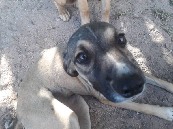 cachorro-cinza-adocao-doacao-cachorro-gato-0