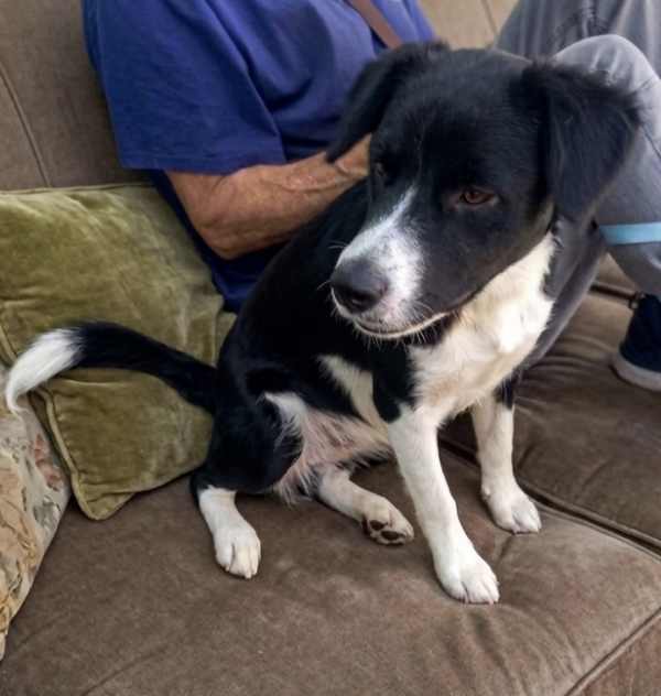 adote-judith-adocao-doacao-cachorro-gato-2