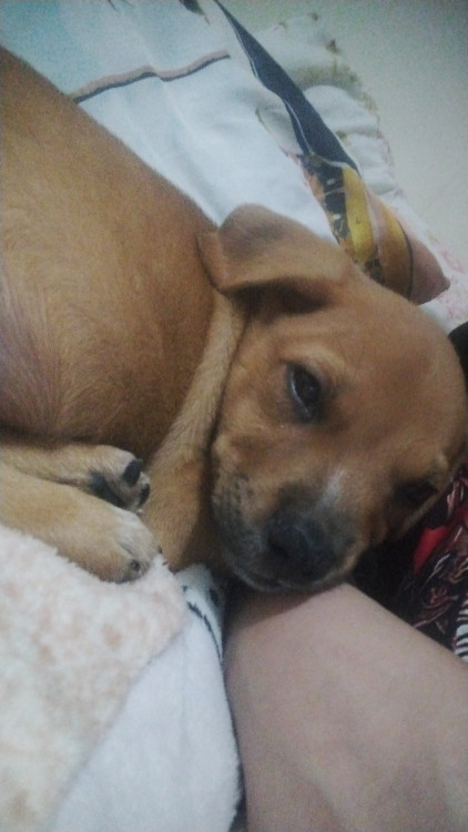 cachorrinho-macho-adocao-doacao-cachorro-gato-0