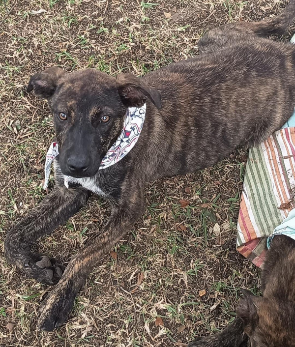 teco-adocao-doacao-cachorro-gato-0