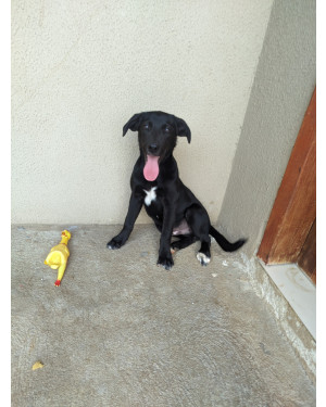 Loki precisa de um novo lar, não podemos mais ficar com ele pois iremos nos mudar.