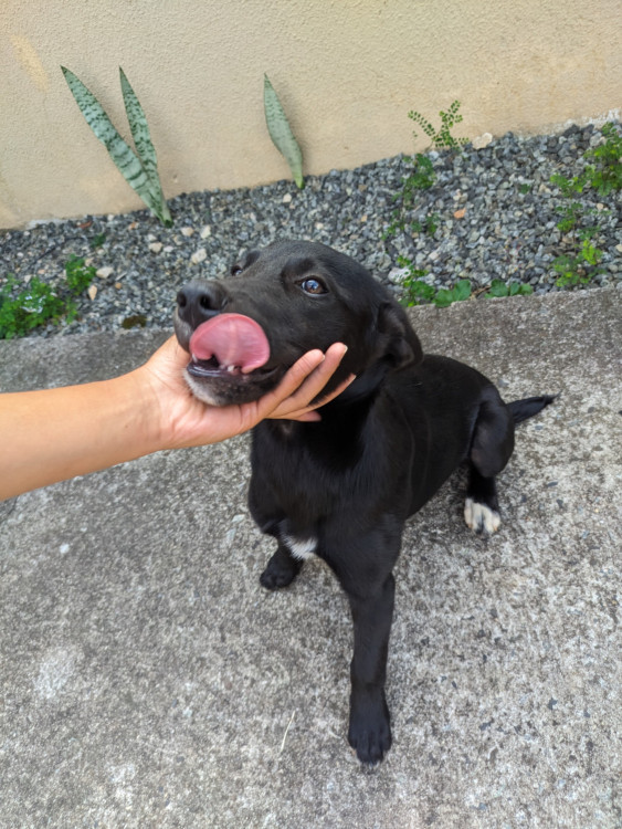 loki-precisa-de-um-novo-lar-nao-podemos-mais-ficar-com-ele-pois-iremos-nos-mudar-adocao-doacao-cachorro-gato-1