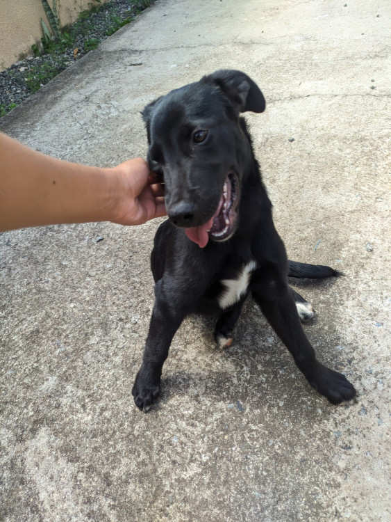 loki-precisa-de-um-novo-lar-nao-podemos-mais-ficar-com-ele-pois-iremos-nos-mudar-adocao-doacao-cachorro-gato-2