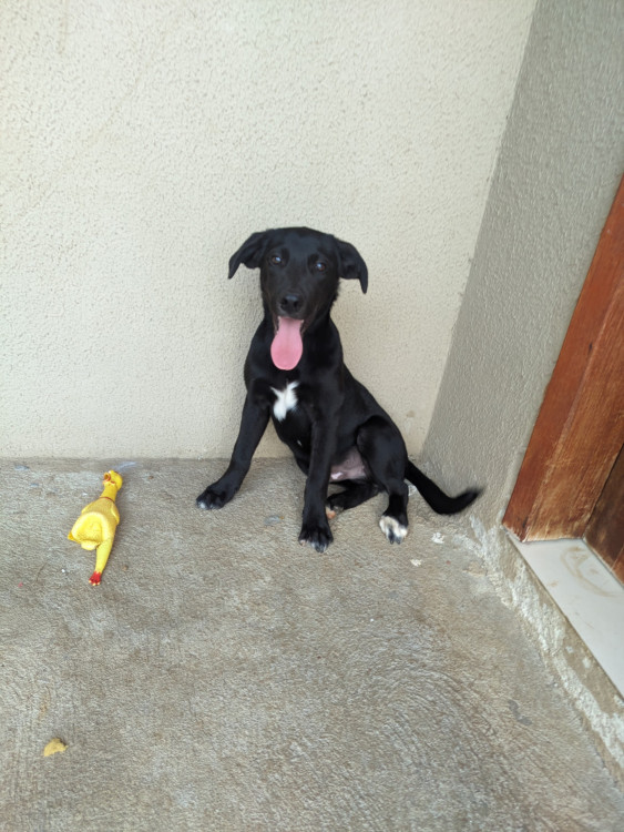 loki-precisa-de-um-novo-lar-nao-podemos-mais-ficar-com-ele-pois-iremos-nos-mudar-adocao-doacao-cachorro-gato-0