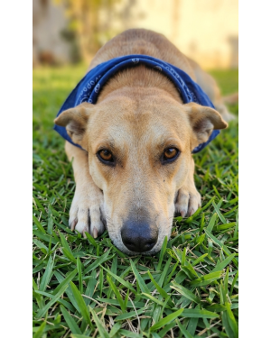 Aurélio para adoção